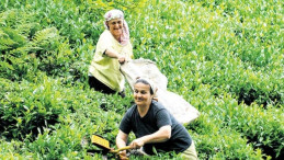 ÇAYKUR'dan en büyük 2. yaş çay alımı