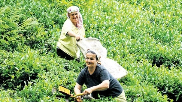 ÇAYKUR'dan en büyük 2. yaş çay alımı