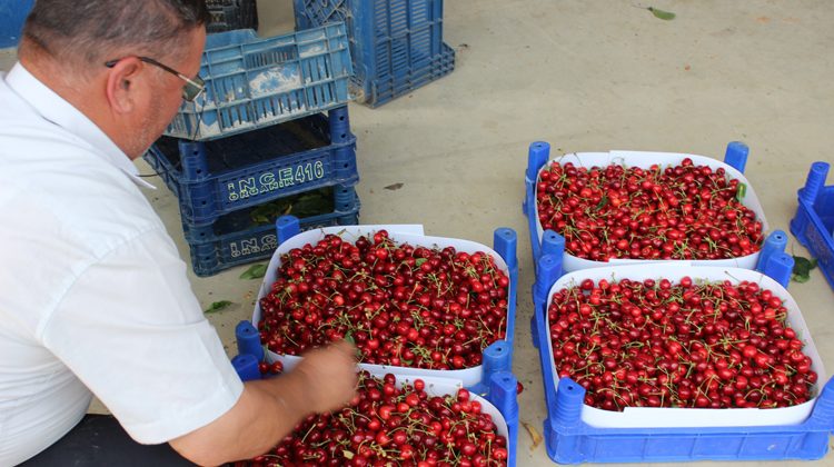 İnegöl'de çiftçilerin yüzü kiraz ile gülüyor