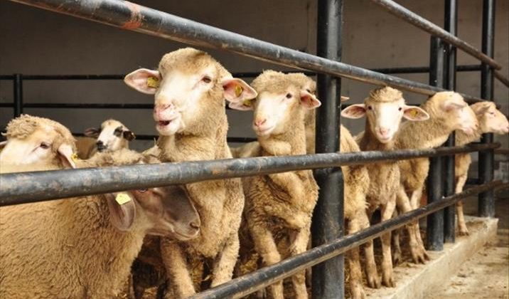 2019 Kurban Bayramı tatili kaç gün olacak? Kurban Bayramı ne zaman?