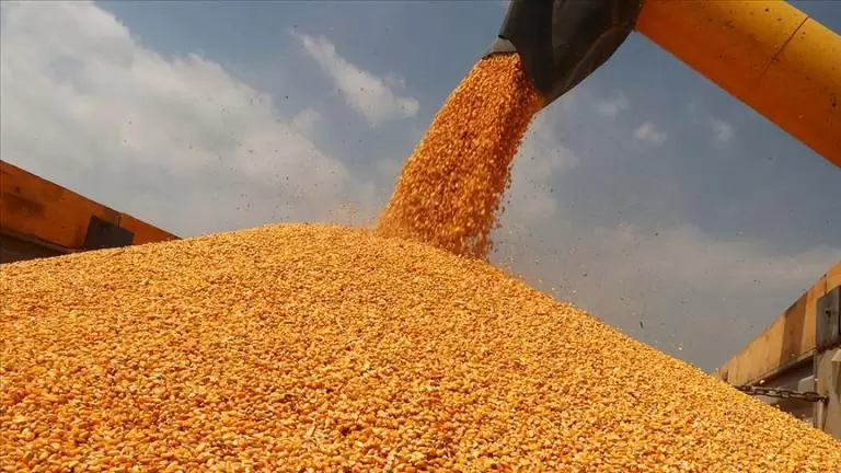 Mısır için alım fiyatı açıklandı