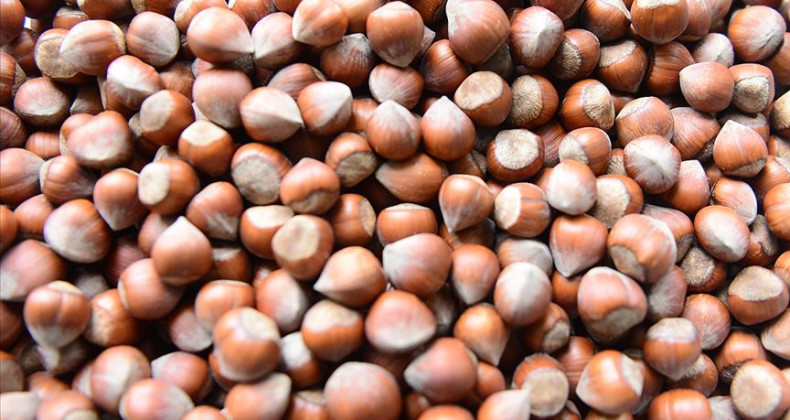 Fındık üreticisine ödeme müjdesi