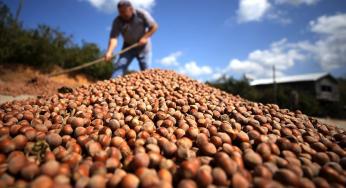 Almanlar Türk fındığını sevdi