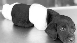 Haftaya meclise gelecek: Hayvana işkenceye ceza!