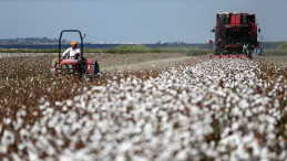 Çukurovalı üreticilerin verim sevinci