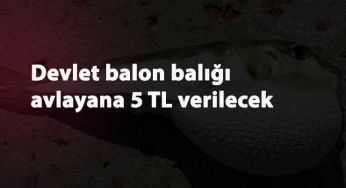Balon balığı avlayana devlet para verecek: Balon balığı nerede bulunur? Nasıl avlanır?
