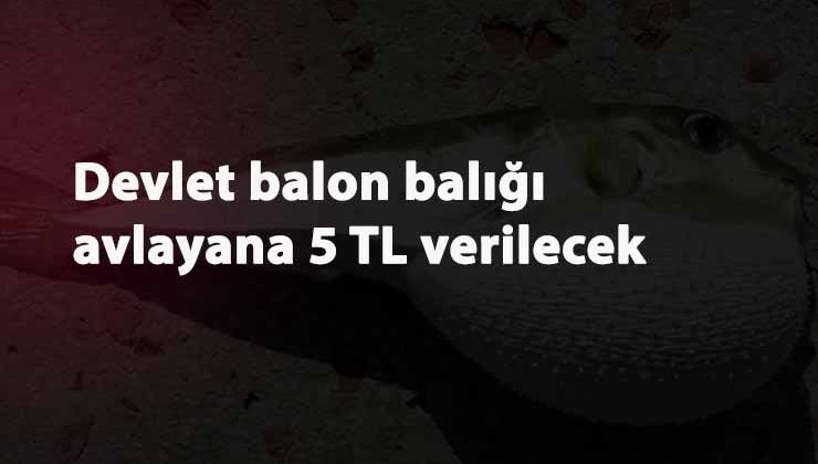 Balon balığı avlayana devlet para verecek: Balon balığı nerede bulunur? Nasıl avlanır?