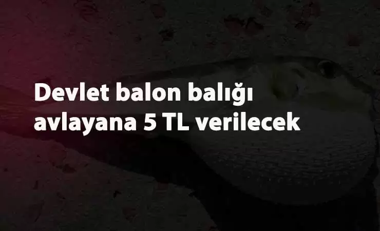 Balon balığı avlayana devlet para verecek: Balon balığı nerede bulunur? Nasıl avlanır?