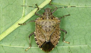 Kahverengi kokarcayı bahane edip düşük fiyatla ürün almaya çalışanlar mercekte