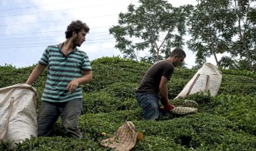Öz Gıda-İş’ten Cumhurbaşkanlığı’na ÇAYKUR çıkarması: Mevsimlik işçilerin talepleri masada
